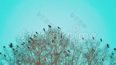 鸟雀的秋天叫蓝天从树上起飞。 一群乌鸦，黑鸟，干树。 鸟儿在乌鸦身上